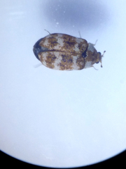 Anthrenus