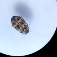 Anthrenus