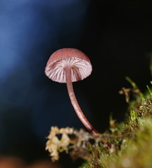 Mycena kurramulla