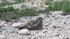 Chordeiles gundlachii