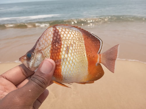 West-Afrikaanse koraalvlindervis (Chaetodon robustus) — Chaetodontidae — 2