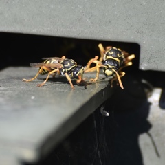Polistes dominula