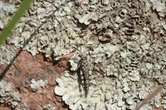 Leuronotina ritensis