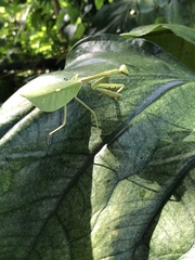 Pseudoxyops perpulchra