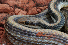 Salvadora hexalepis hexalepis