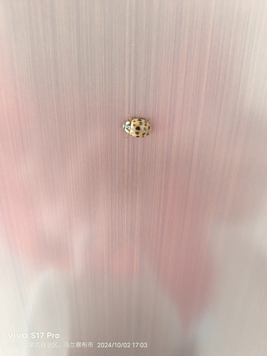 Asian Lady Beetle