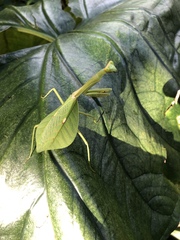 Pseudoxyops perpulchra