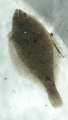 Citharichthys stigmaeus