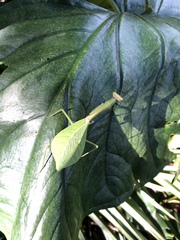 Pseudoxyops perpulchra