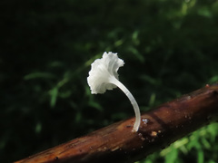 Hemimycena epichloe
