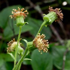 Rugelia nudicaulis