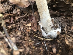 Amanita sinicoflava