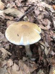 Amanita sinicoflava