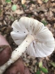Amanita sinicoflava