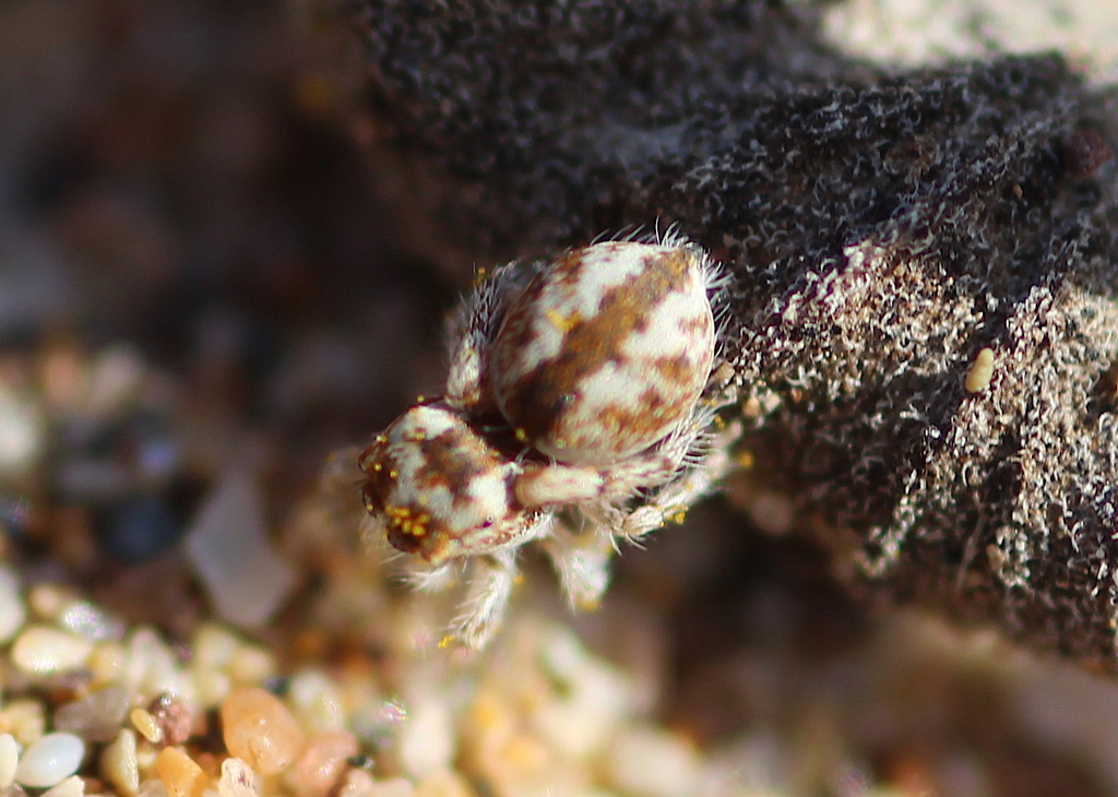 Pseudomogrus saliens