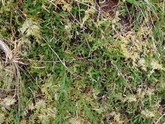 Selaginella wallacei