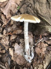 Amanita sinicoflava