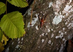 Talitropsis