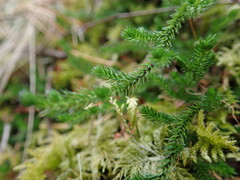 Selaginella wallacei