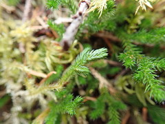Selaginella wallacei