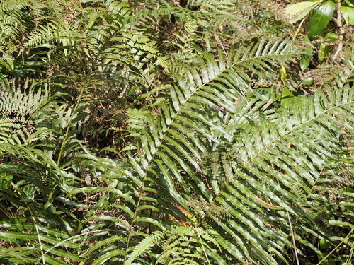 Image of Telmatoblechnum indicum by (c) Lucas Christofides, some rights reserved (CC BY)