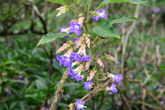 Strobilanthes callosa, photograph author not stated, no rights reserved