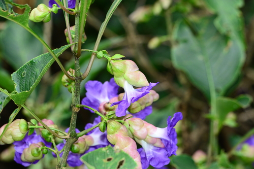 Strobilanthes callosa, photograph 5