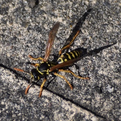Polistes dominula