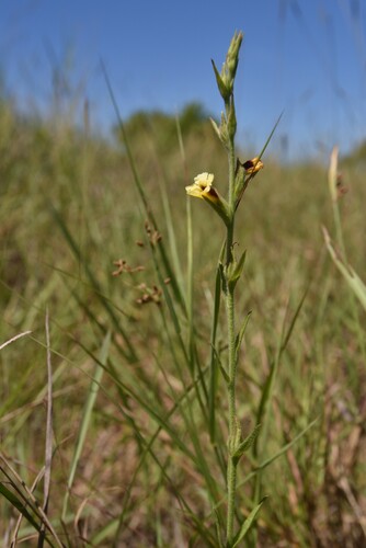 Centranthera cochinchinensis iNat (1)