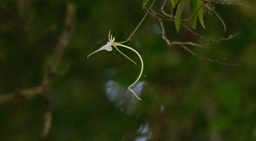 Aeranthes schlechteri H.Perrier 4