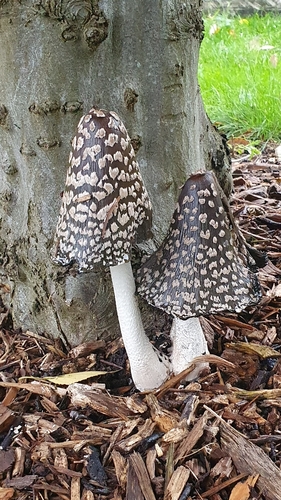 Magpie Inkcap (Coprinopsis picacea)