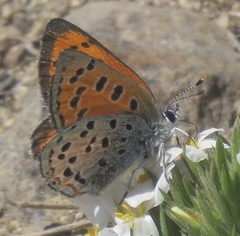 Lycaena cupreus