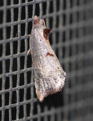 Glyphidoptera insignana