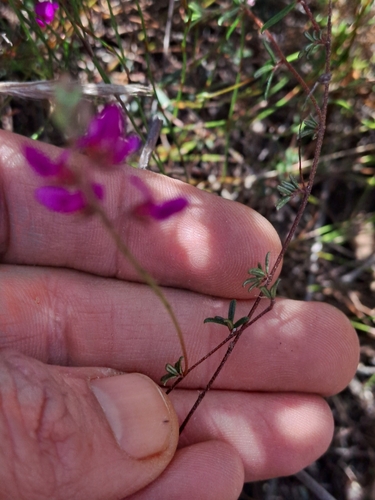Image of Indigofera pinnata by (c) Eugene Hahndiek, some rights reserved (CC BY-SA)