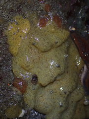 Archidistoma