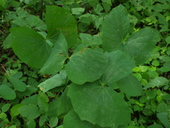 Jeffersonia diphylla