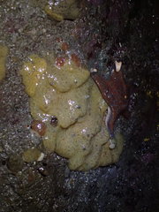 Archidistoma