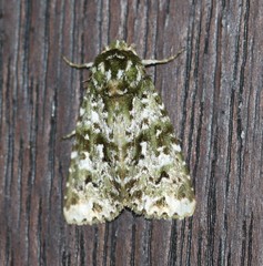 Thalatha bryochlora