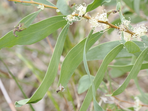 Image of Hakea florulenta by (c) Lucas Christofides, some rights reserved (CC BY)