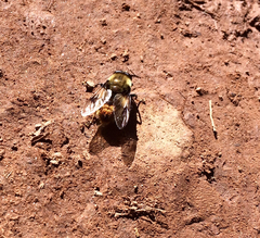Sericomyia flagrans