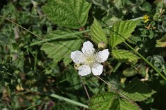 Rubus
