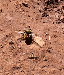 Sericomyia flagrans