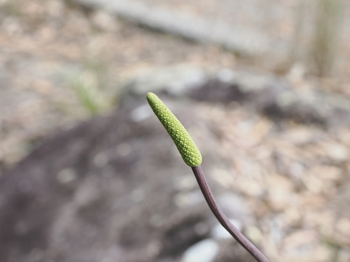 Image of Xanthorrhoea macronema by (c) Lucas Christofides, some rights reserved (CC BY)