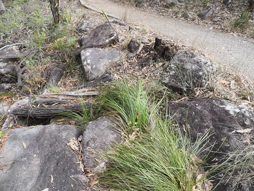 Image of Xanthorrhoea macronema by (c) Lucas Christofides, some rights reserved (CC BY)