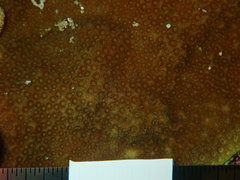 Porites astreoides