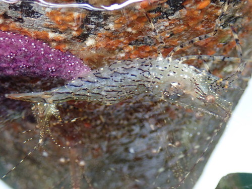 Pandalus danae