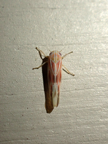 Balclutha rubrostriata observed 2024-09-21