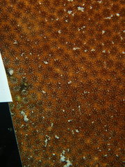 Stephanocoenia intersepta