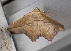 Polyacme dissimilis