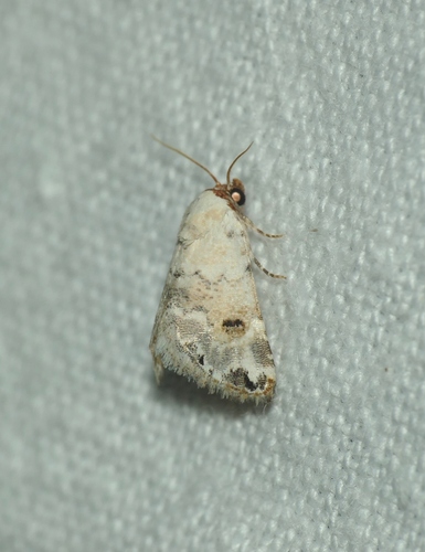 Eublemma scitula